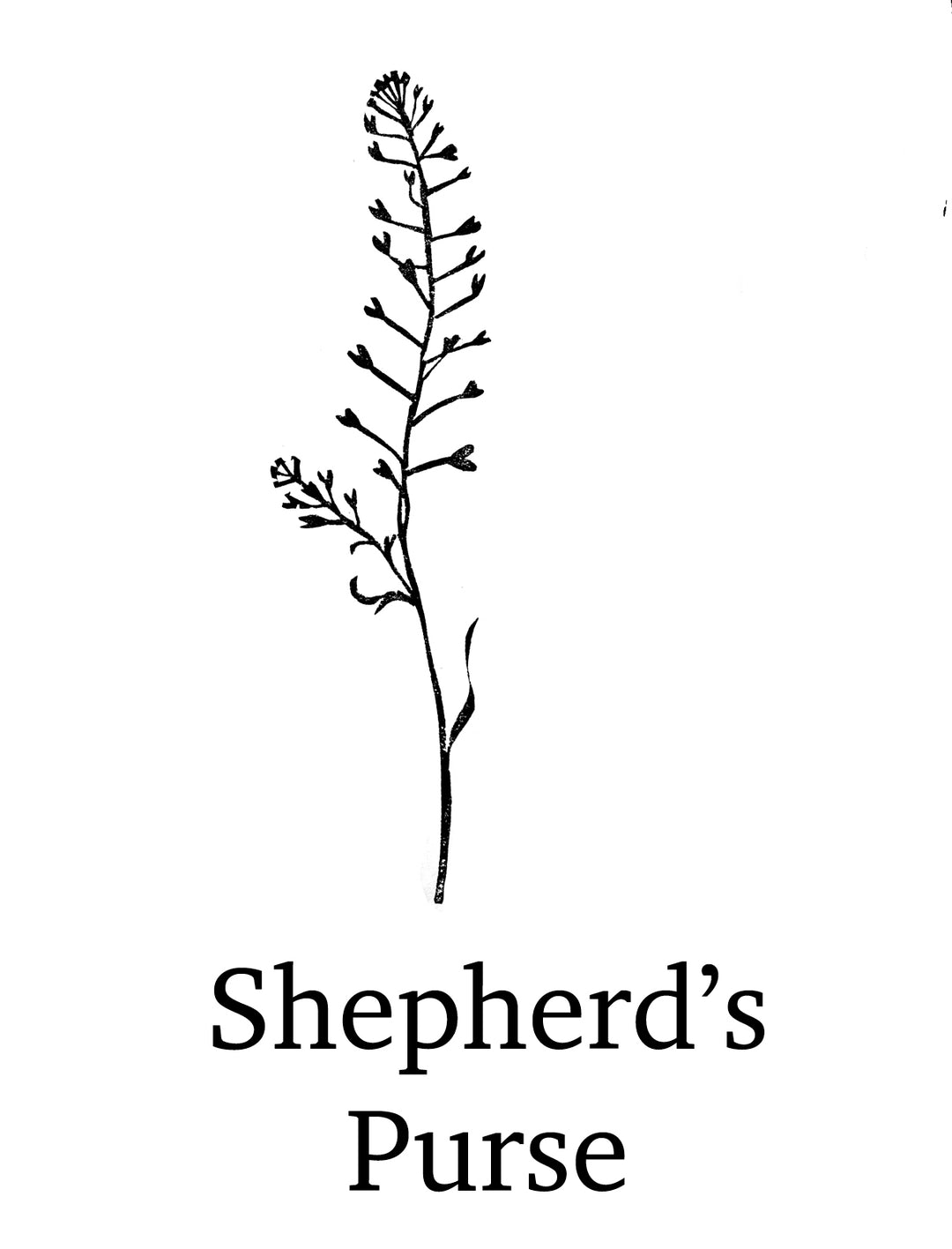 Highland Stag and Full Moon Rubber Stamps, Wild Grass Stamps, Craft Stamp, Craft Gift, Journalling Stamps, Art Stamp - Noolibird